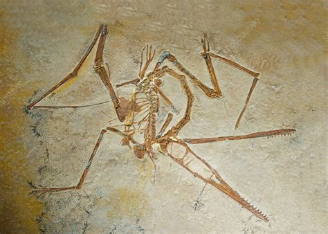 where are pterosaur fossils found.